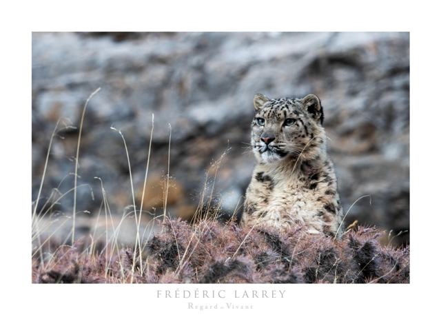 EN HARMONIE AVEC LA PANTHERE DES NEIGES FREDERIC LARREY