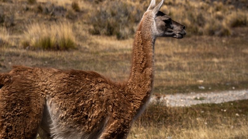 CINE RENCONTRE - REWILDING PATAGONIA