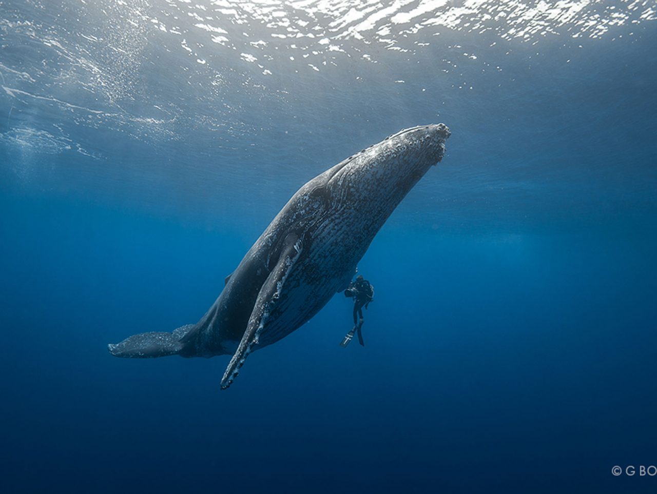 DES TORTUES DES BALEINES ET DES HOMMES