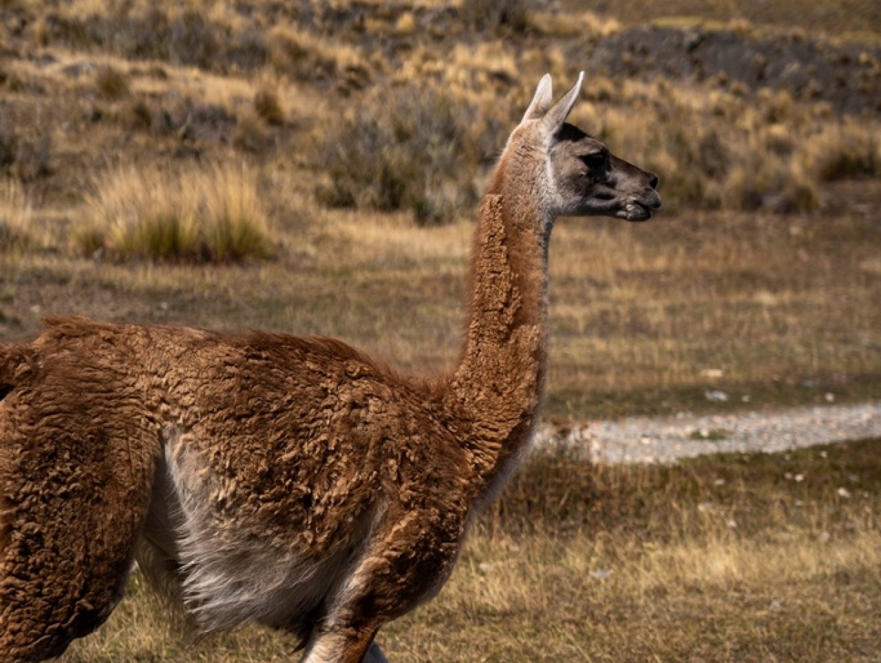 CINE RENCONTRE - REWILDING PATAGONIA