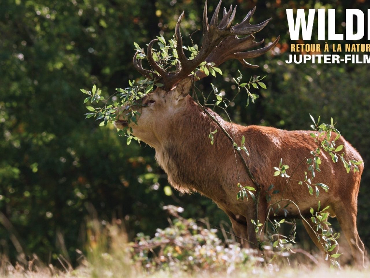 WILDING, RETOUR A LA NATURE SAUVAGE