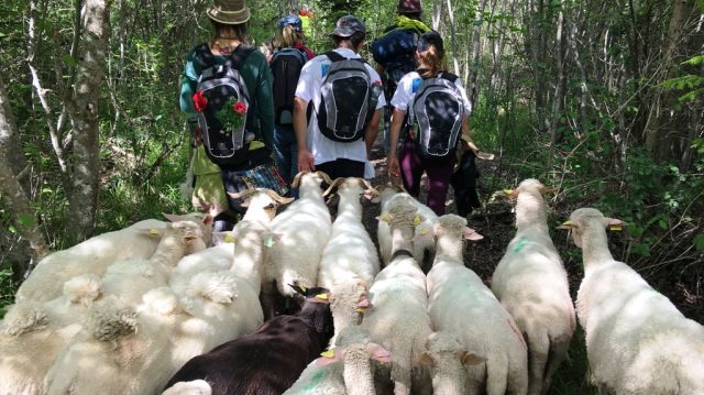 LA TRANSHUMANCE POUR REMEDE