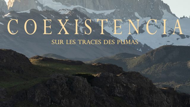 COEXISTENCIA, SUR LES TRACES DES PUMAS